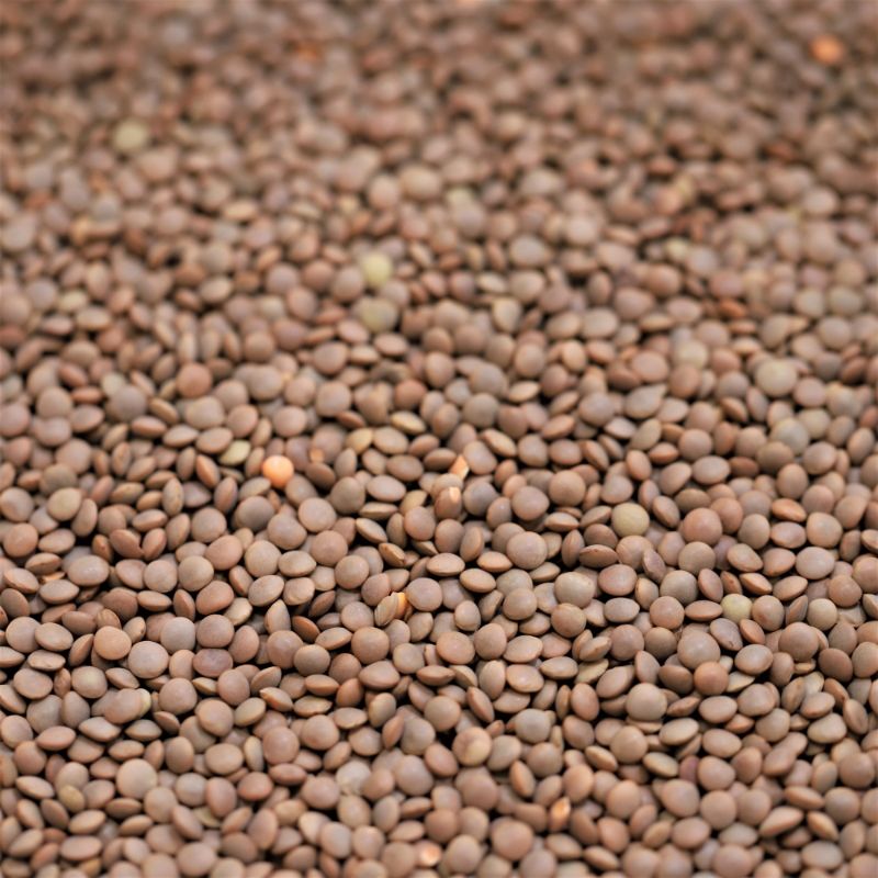 Brown Lentils